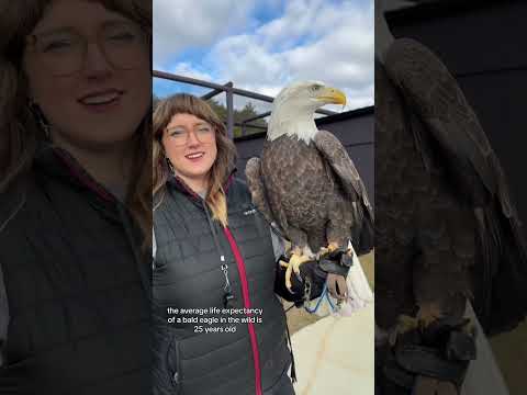 #stitch with @ Bald Eagles do not intentionally break their beaks. Their beaks and talons a #shorts