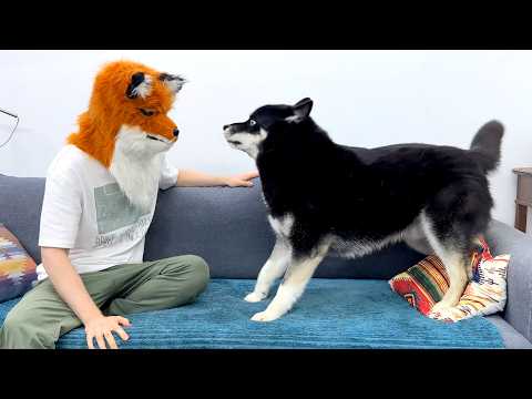 I Become a Fox When My Huskies CAN'T See! Funny Dogs and Cats Reaction