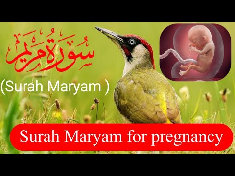 surah maryam ki tilawat /surah maryam for pregnancy /watch and listen everyday in pregnancy #quran