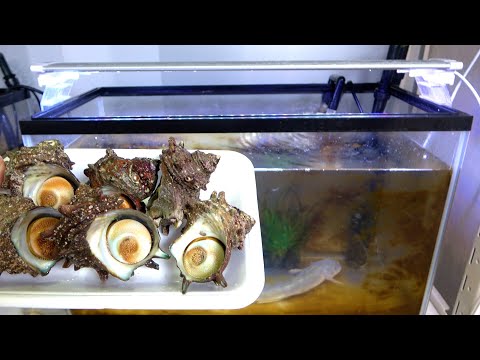 When a dying turban shell sold at a supermarket was placed in a "dirty aquarium"...