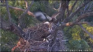 WBSE Sea-EagleCam ~ SE28 BRANCHES!!! 💕 Gets An Assist From SE27's Head!! 😊 10.16.21