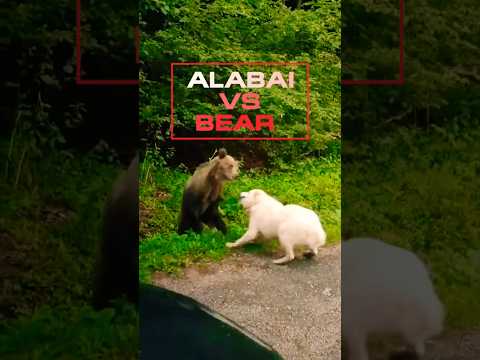 Alabai vs Bear 🐻🥵 #dog #bear  #shorts