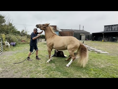 Dangerous Horse Bites And Kicks When Tacked Up!!