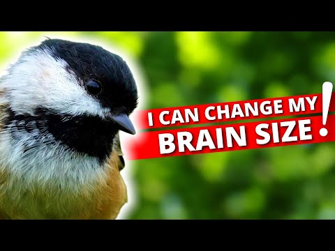 5 Awesome Chickadee Abilities