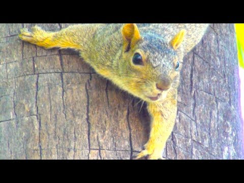 Squirrel Climbing Tree - So Funny Animal