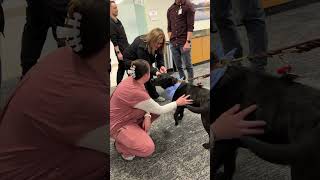 Pet Therapy During Nurses Week #nurses #pettherapy #nursesweek #nurselife #dogtherapy #uofuhealth