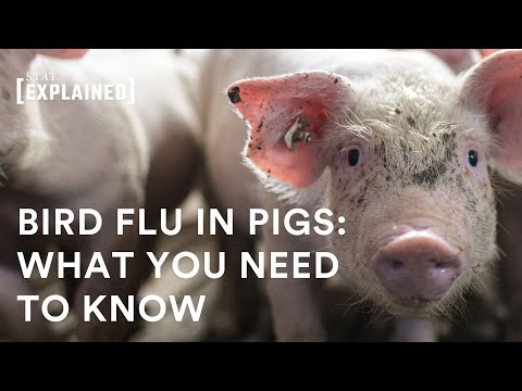 H5N1 bird flu has been found in a pig — What you need to know