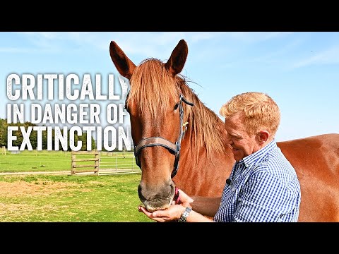 Saving Britain's Oldest Horse - Adam Henson's Farm Diaries - (Part One)