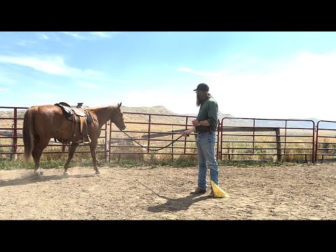 Part 2 - Philosophy Of Lunging Your Horse