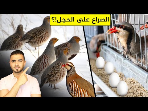 الطائر الذي يبحث عنه الجميع لصيده وتربيته 😍طائر الحجل أو الشنار 🦆 متعة التربية والصيد!؟