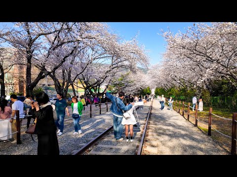 🌸KOREA JINHAE cherry blossom festival | Gyeonghwa Station & Jinhae Central Market& Jungwon Rotary