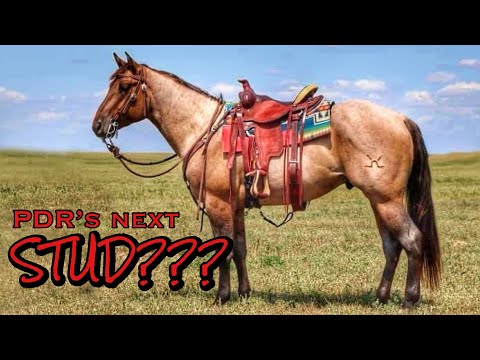 DRONE views!! | RANCH hand sorting | COWBOY skills #ranchfuel