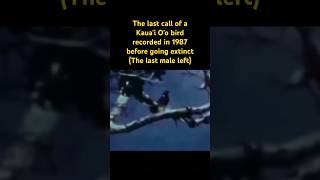 The last call of a Kaua'i O'o bird recorded…🐦‍⬛ #birds #extinction #nature #birdsounds