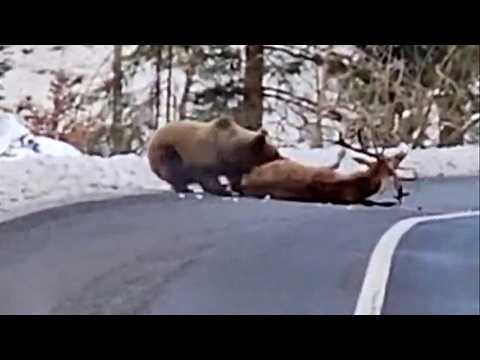 When Animals Go On A Rampage And Got Caught On Camera!