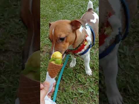 Ice cream sa Luneta #dog #hungrydog