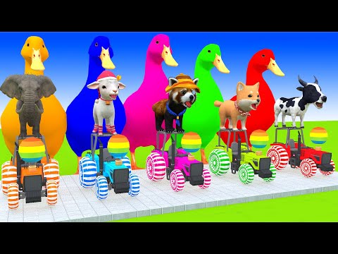 5 Giant Duck Cartoon,Cow,Mammoth,Elephant,Lion,Tiger Paint Wild Animals Crossing Fountain Animation