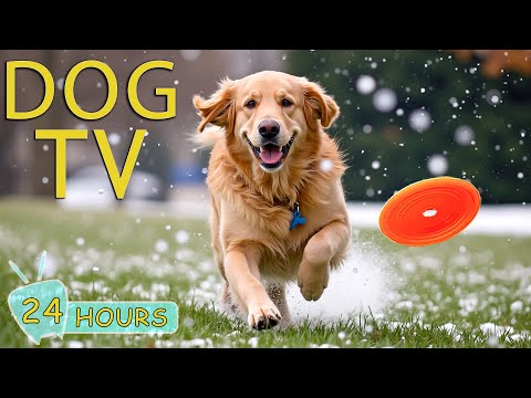 DOG TV: Videos to Calm & Entertain Dogs When Home Alone - Best Collection to Stop Boredom for Dogs