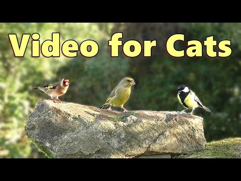 Videos for Cats to Watch Birds ~ Cat TV Entertainment for Cats and Kittens