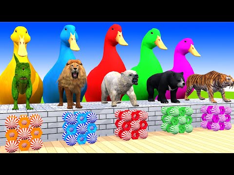 5 Giant Duck Cartoon, Paint & Animals Lion, Gorilla, Bear,Tiger , Cow Wild Animals Crossing Fountain