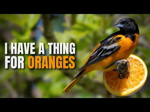 How to Attract a Baltimore Oriole to your Backyard Feeder