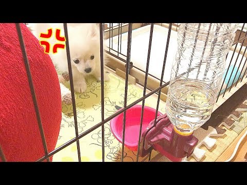 ウ”ー！！なんだこいつは！新しい水飲み機に怒る子犬【ぽこあぽこ】