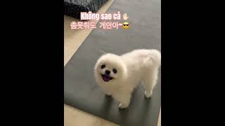 #괜찮아 #pets #강아지 #KHÔNGSAOCẢ #RAP VIỆT, #7dnight   - NhacCuaTui