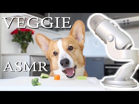 CORGI DOG'S FIRST ASMR - Topi the Corgi