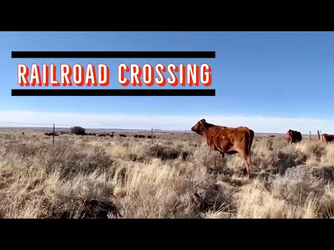 PUSHING CATTLE ACROSS THE RAILROAD TRACKS #winter #cattle #ranching