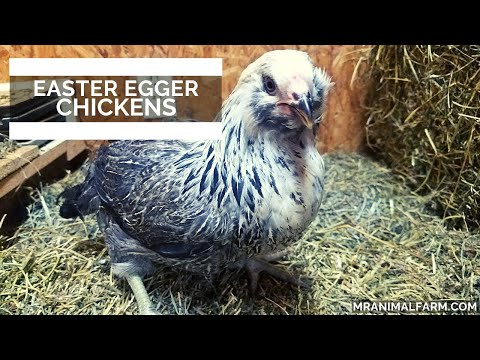 Easter Eggers Chickens