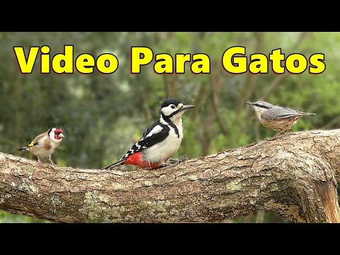 Videos para gatos ~ Pájaros cantando para que los gatos los observen