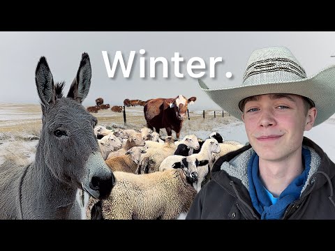 Winter On The Farm | Chores And Livestock