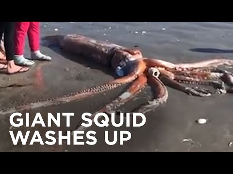 Giant squid washes ashore on South African beach