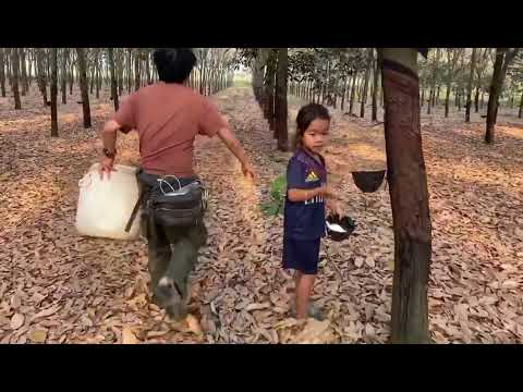 Natural Rubber collecting