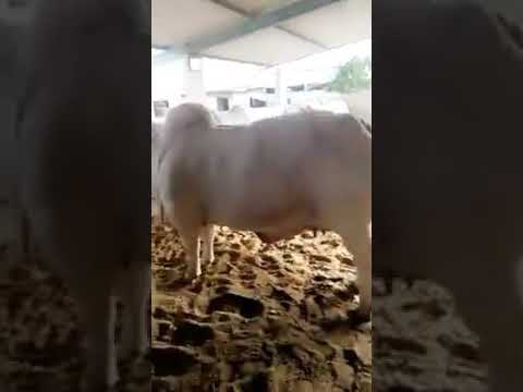 beautiful cow tiktok(5)