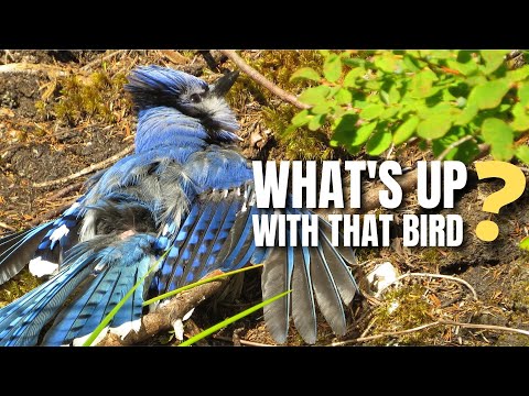 Sunning Birds and Why They Do It