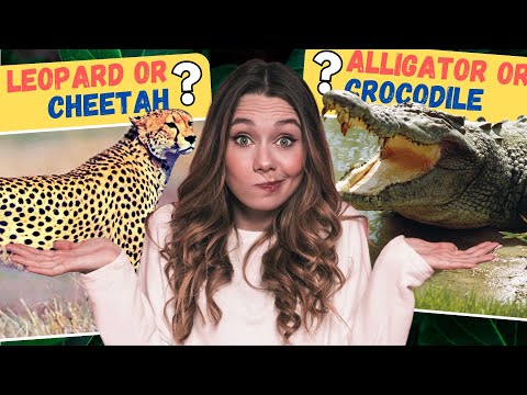 Tricky Twins Quiz? 🔍Guess The Animals Challenge | Quiz Bug