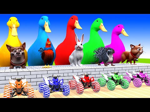 5 Giant Duck Cartoon,Cow,Elephant,Tiger,Lion,Dinosaur,Paint Wild Animals Crossing Fountain Animation