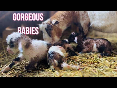 Wholesome Miniature Goat Birth | Last 2024 Kidding!