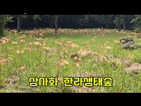 상사화  하늘좋은날 제주 한라생태숲