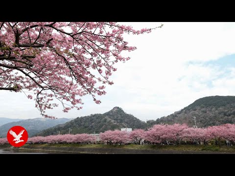 Live: View of cherry blossoms in Shizuoka Prefecture in Japan