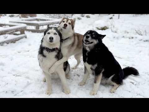 Huskies Go WILD for FIRST Snow! Long-awaited Dogs Meet With Their Friend