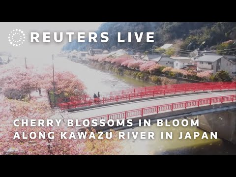 LIVE: Cherry blossoms in bloom along Kawazu River in Japan | REUTERS