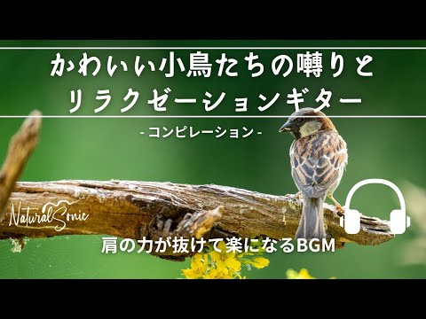 Natural Sonic 「かわいい鳥の囀りとリラクゼーションギター」-コンピレーション - 肩の力が抜けて楽になるBGM -