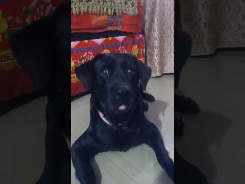 Sitting labrador dog