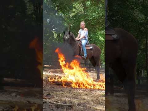 No fear of flames here. Willy Wonka is available on Horsebid starting 9/14 #horses #fire #equestrian