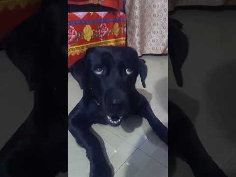 black labrador laika