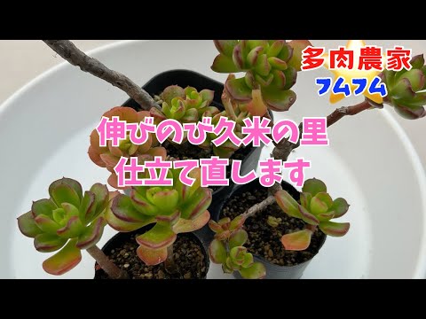 【多肉植物】伸びた【久米の里】仕立て直しました✨