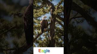 the eagle #eaglelife #birds #eagles #eaglenest #eagle #nature #wildlife #viralvideo #viralshorts