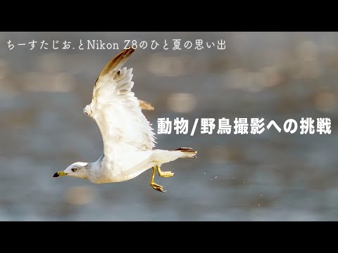 【Nikon Z8】超望遠レンズで野鳥撮影/動物撮影に挑戦してみた| Z100-400mm