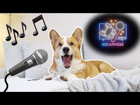 DOG KARAOKE - Topi the Corgi